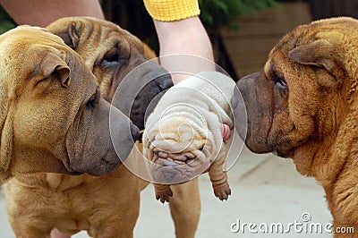 Sharpei puppy and adults Stock Photo