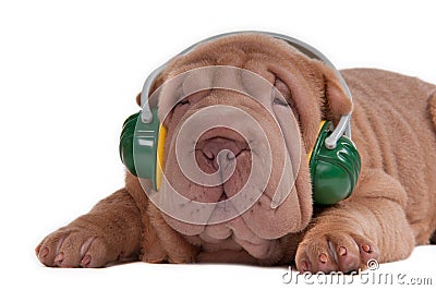 Sharpei puppy listening to music with headphones Stock Photo