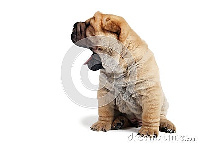 Sharpei puppy with open jaws Stock Photo