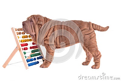 Sharpei puppy playing with abacus Stock Photo