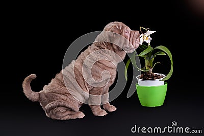 Sharpei puppy sniffing white flower Stock Photo