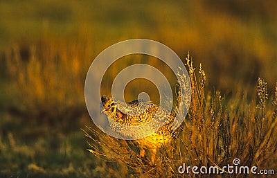 Sharptail grouse on Lek Stock Photo