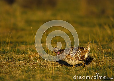 Sharptail Grouse on Lek Stock Photo