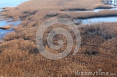 Shas lake, swamp (Montenegro, winter) Stock Photo