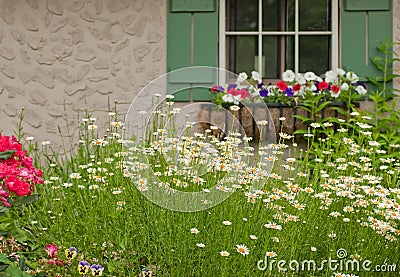 Shasta Daisies by garden window Stock Photo