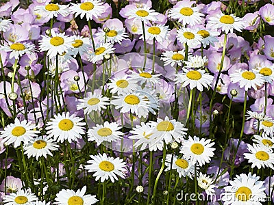 Shasta Daisies with musk Mallow Behind Stock Photo