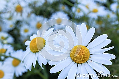 Shasta Daisies Stock Photo