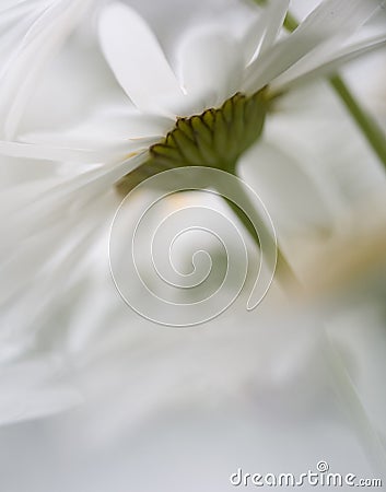 Shasta daisy flowers Stock Photo