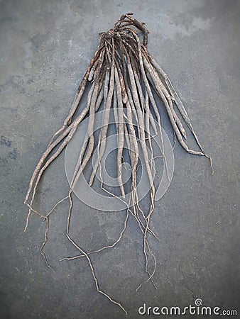 Shatavari or asparagus racemosus on the floor Stock Photo