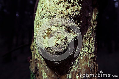 Shattered tree bark by insect bark beetle. close black background. soft focus Stock Photo