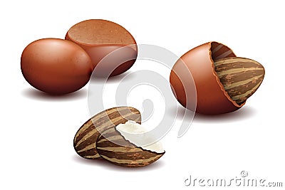 Shea nut butter vector illustration Vector Illustration