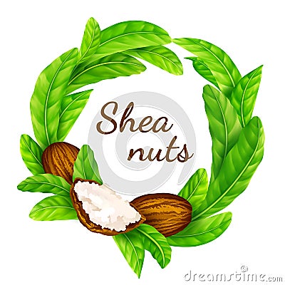 Shea nuts with leaves in vector. Vector Illustration