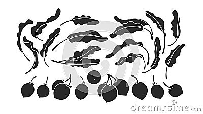 Shea set. Vector karite tree, leaf, nut Black mold Vector Illustration