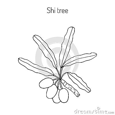 Shea tree branch Vector Illustration