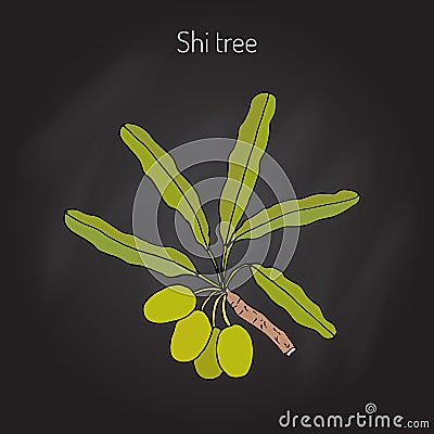 Shea tree branch Vector Illustration