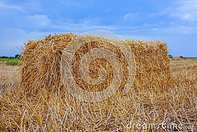 Sheaf of hay, a rectangular shape is the slant, a wheat field. Stock Photo