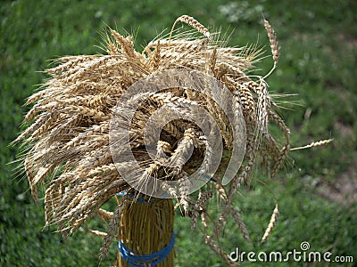 A sheaf of ripe wheat ears. A bunch of spikelets Stock Photo