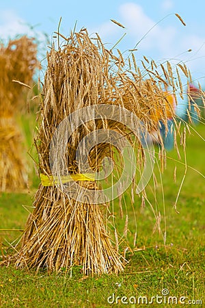 Sheaf of straw. grain yield Stock Photo