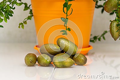 Sheared burgundy green finger-shaped fruits near the potted citrus plant, close-up. Indoor growing of the outlandish citrus plant Stock Photo