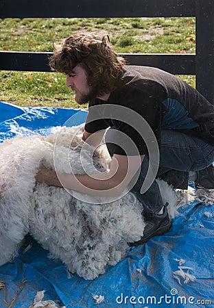 Shearer with a pile of alpaca fleece Stock Photo