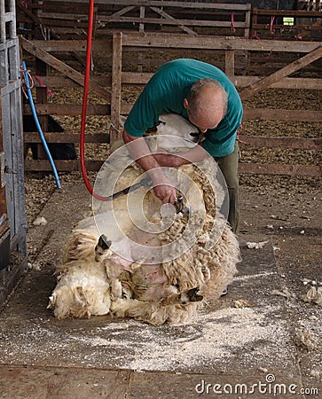 Shearing Stock Photo