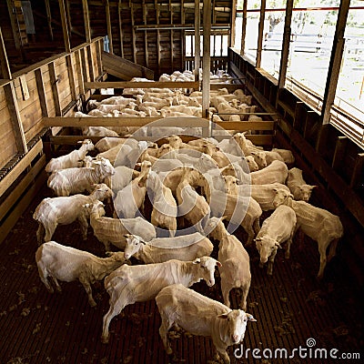 Shearing Shed Stock Photo