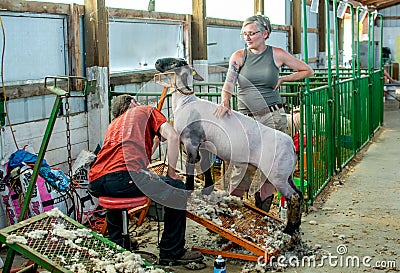 Shearing a sheep at the fair Editorial Stock Photo