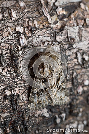 The shears, Hada plebeja resting on bark Stock Photo