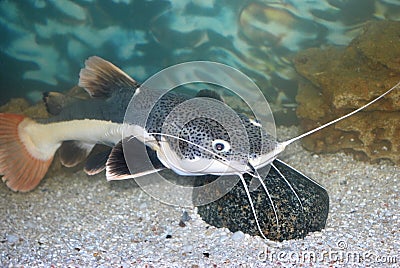 Sheatfish Stock Photo