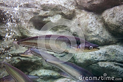 Sheatfish swimming in the aquarium. Micronema apogon. Stock Photo