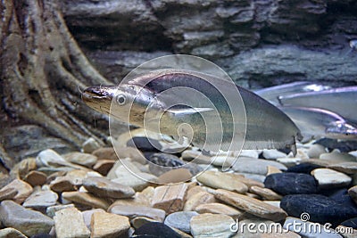 Sheatfish swimming in the aquarium. Micronema apogon. Stock Photo