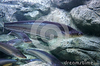 Sheatfish swimming in the aquarium. Micronema apogon. Stock Photo