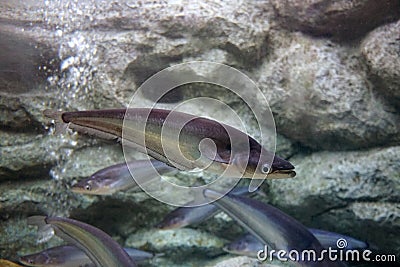 Sheatfish swimming in the aquarium. Micronema apogon. Stock Photo