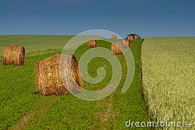 Sheaves Stock Photo