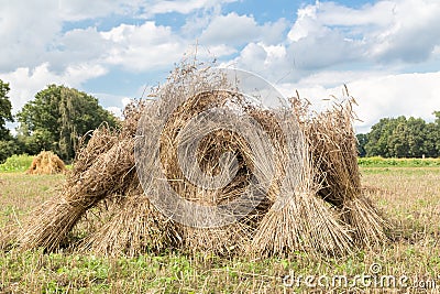 Sheaves of corn standing upright as group Stock Photo