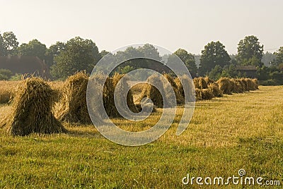Sheaves of rye Stock Photo