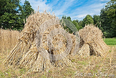 Sheaves of rye standing at cornfield Stock Photo