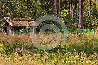 A shed with beehives at the edge of the forest Stock Photo