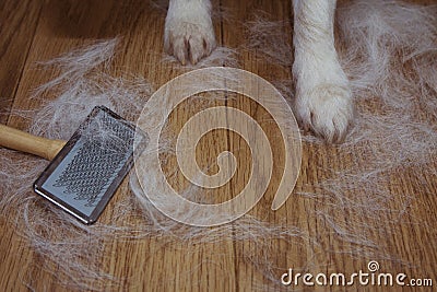 SHEDDING HAIR DOG OR CAT BACGROUNDS DURING MOLT SEASON, AFTER ITS OWNER BRUSHED OR GROOMING THE PET WITH COPY SPACE Stock Photo