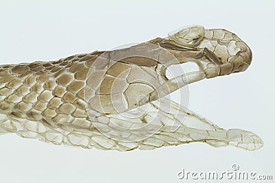 Shedding snake skin, head shot, on white background Stock Photo