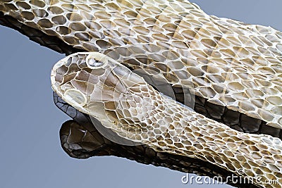 Shedding snake skin, head shot, on gradient blue background Stock Photo