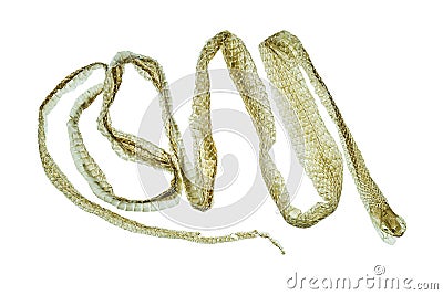 Shedding snake skin on white background Stock Photo