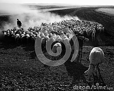 Sheep Stock Photo