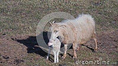 Give Birth. Sheep And New Born Lamb Stock Photo