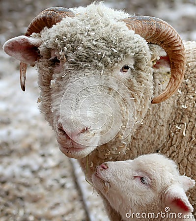 Sheep Stock Photo