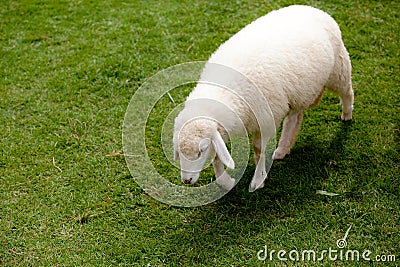 Sheep Stock Photo