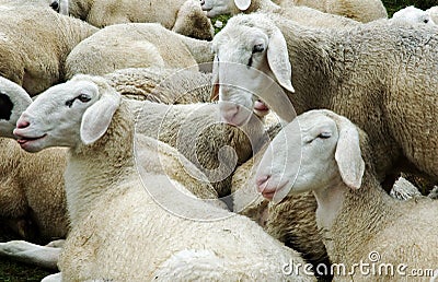 Sheep Stock Photo