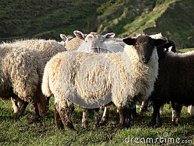 Sheep Stock Photo