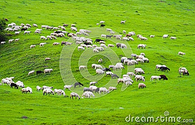 Sheep Stock Photo