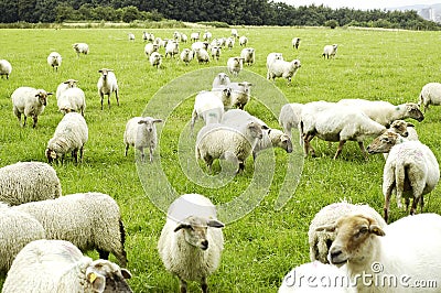 Sheep Stock Photo